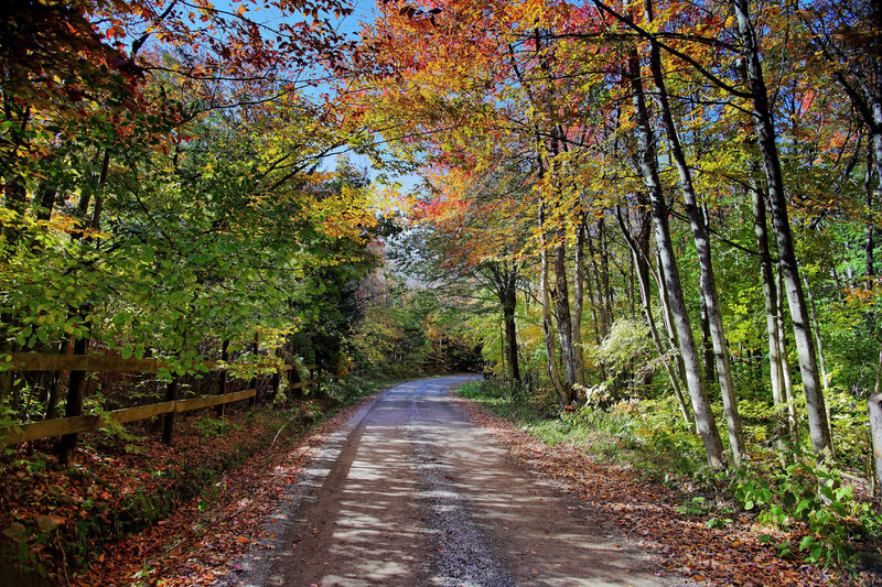 Autumn Road in Forest — Orange, Serene, Photograph