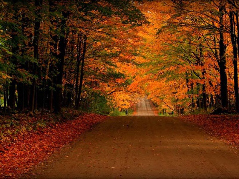 Autumn Road in Forest — Orange, Serene, Photograph, Trees, Leaves