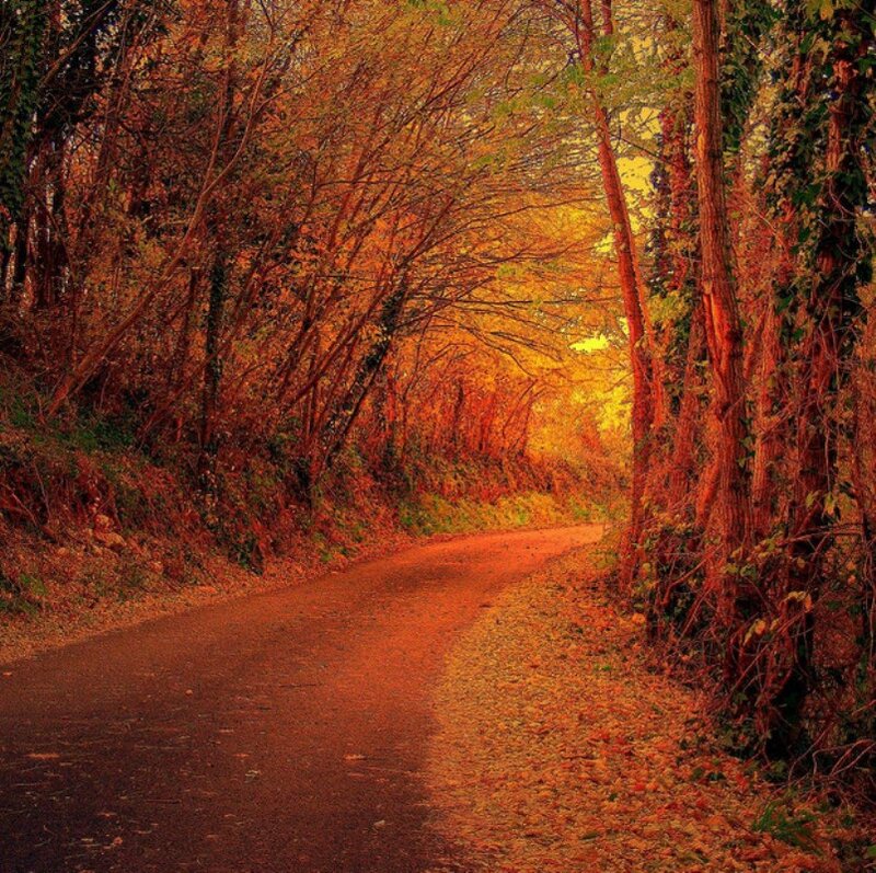 Autumn Road in Forest — Orange, Serene, Photograph, Trees