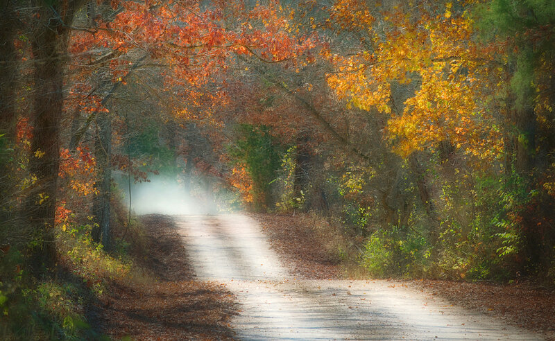 Autumn Road in Forest — Orange, Serene