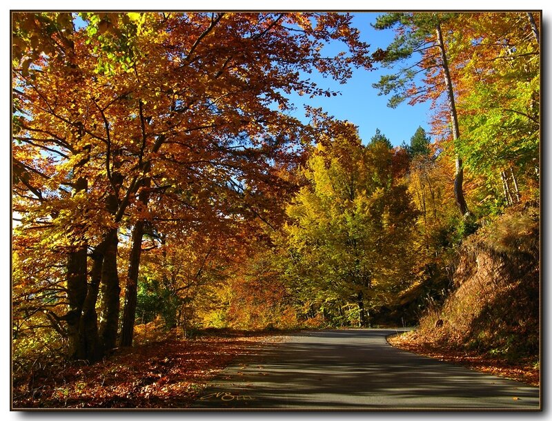 Autumn Road in Forest — Orange