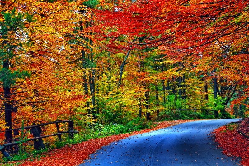 Autumn Road in Forest — Red, Serene