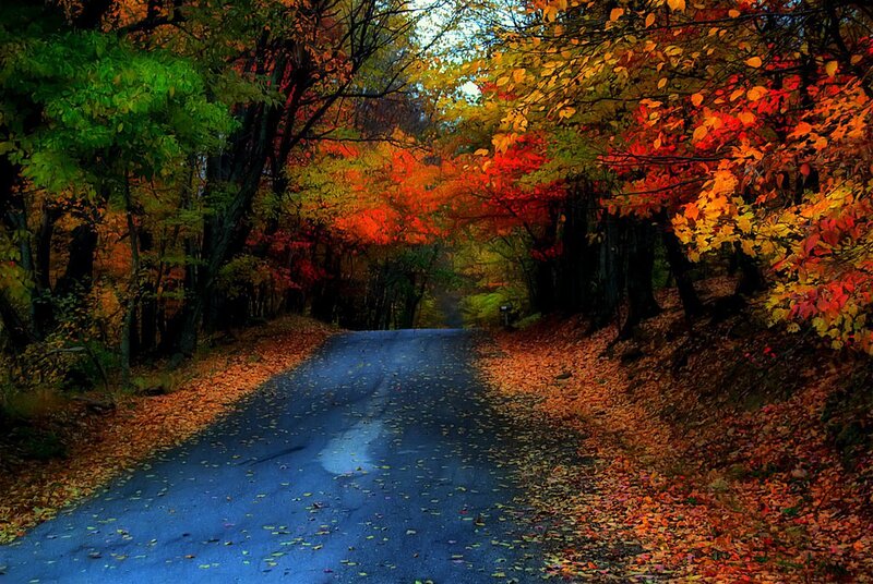 Autumn Road in Forest — Red