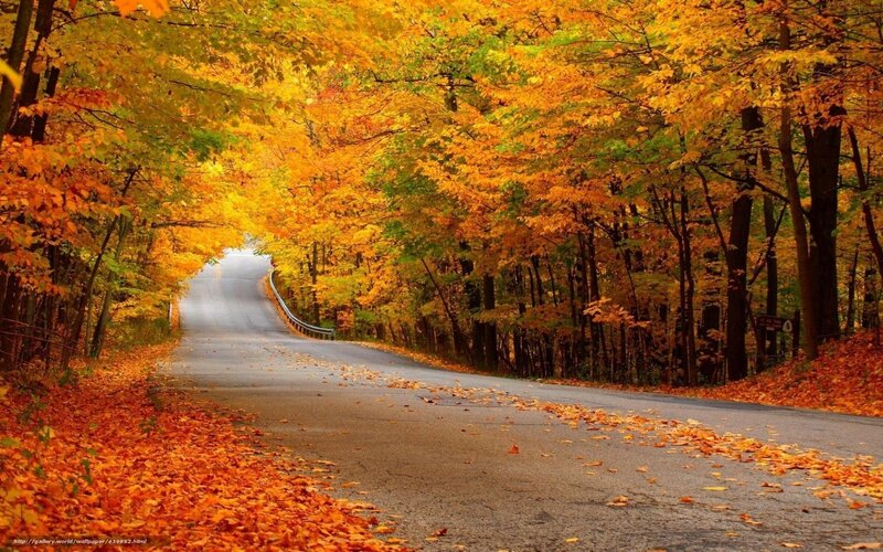 Autumn road in forest
