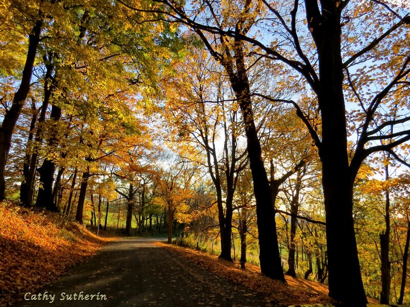 Autumn Road in Forest — Yellow, Serene, Photograph, Trees, Leaves, Sky