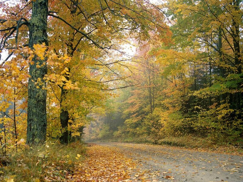 Autumn Road in Forest — Yellow, Serene, Photograph, Trees, Leaves