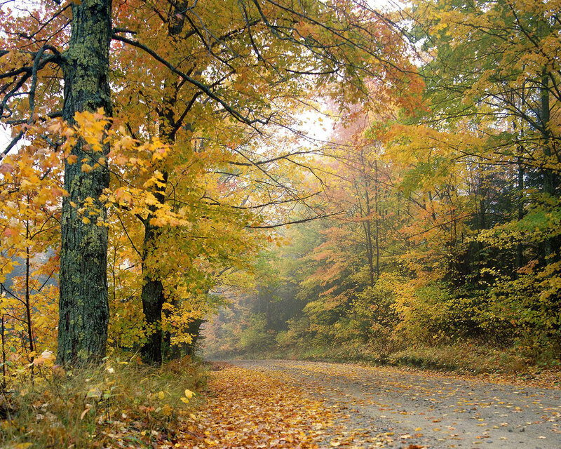 Autumn Road in Forest — Yellow, Serene