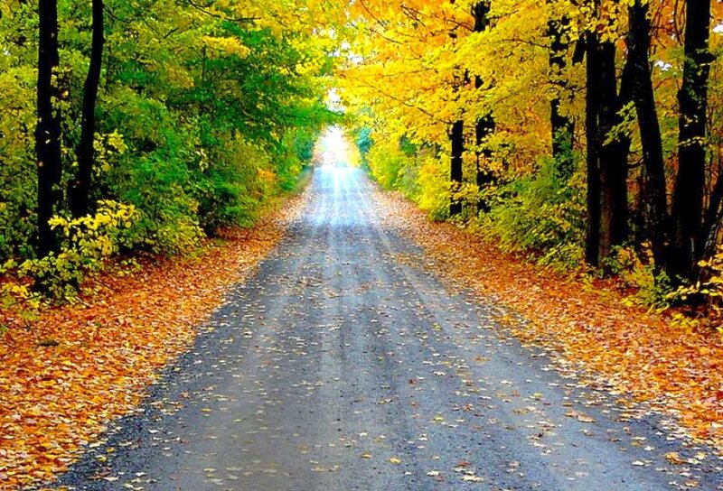 Autumn Road in Forest — Yellow