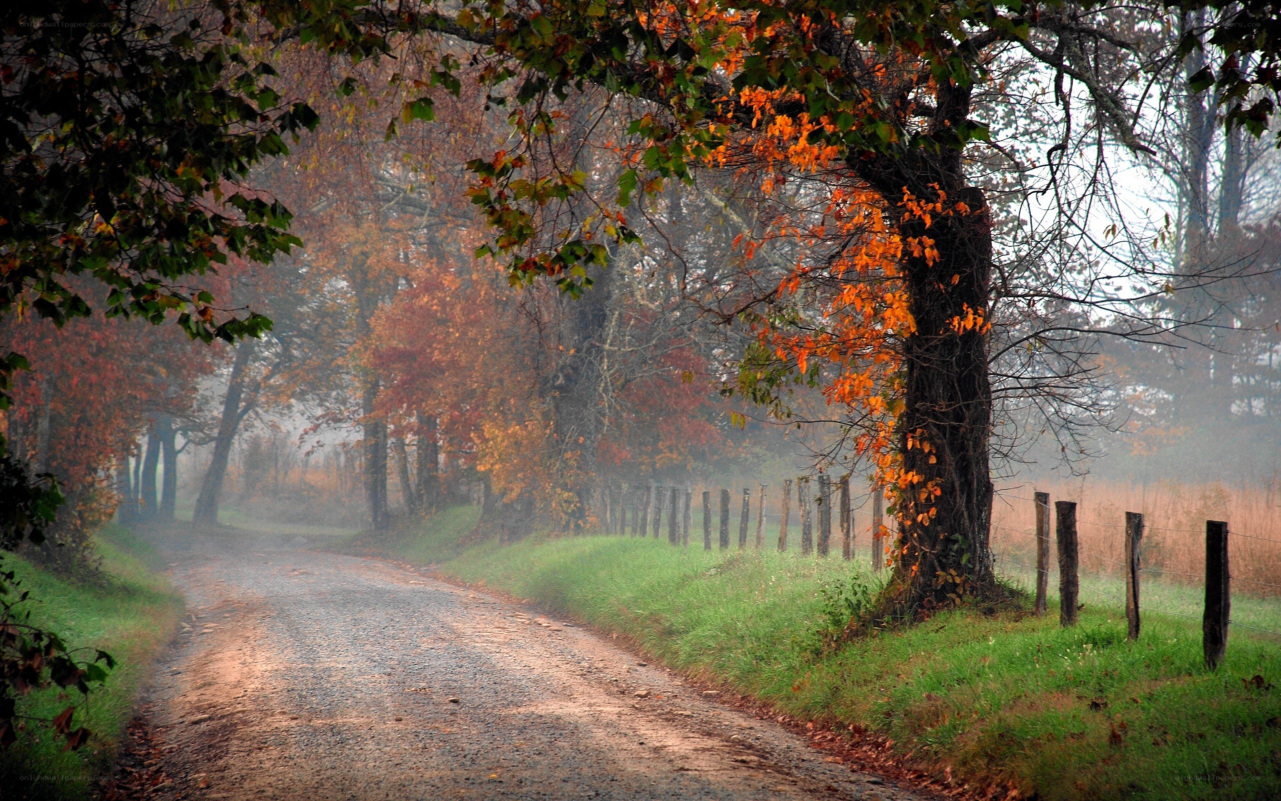 Autumn road in misty forest