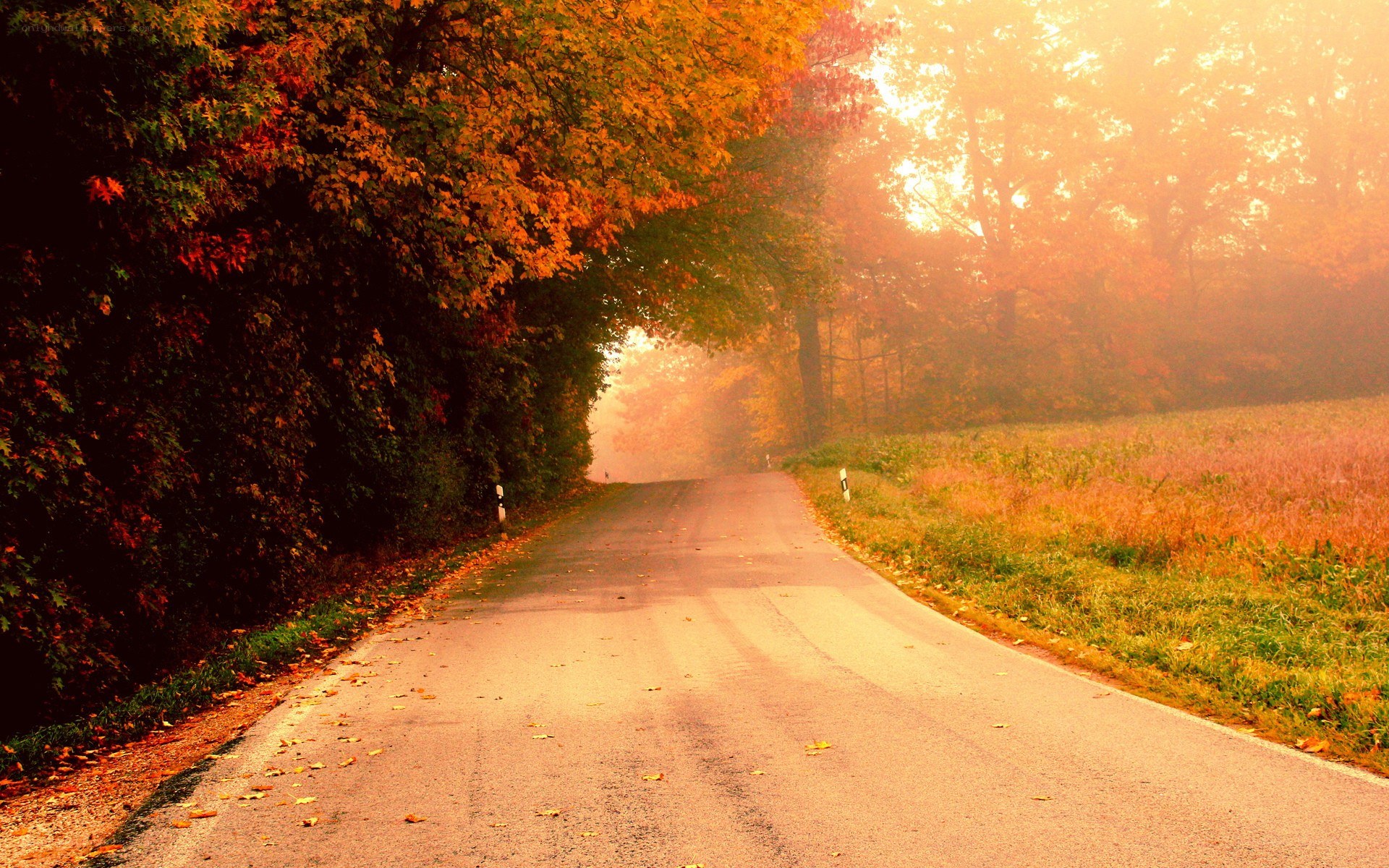 Autumn road in misty forest