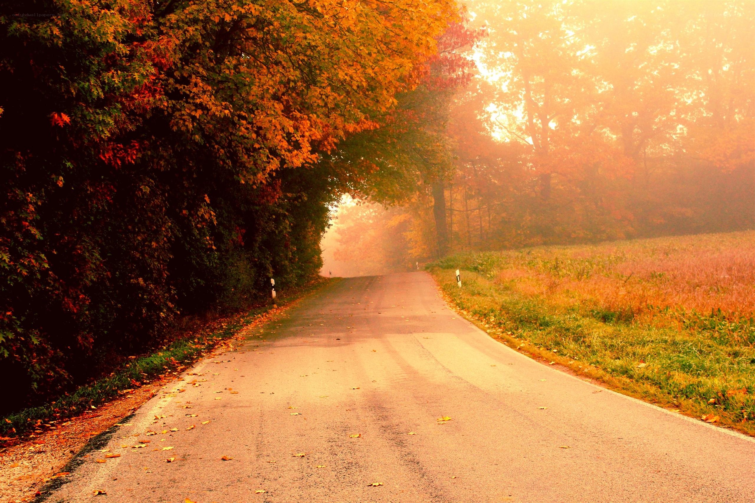 Autumn road in misty light