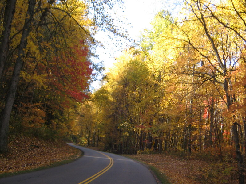 Autumn road in the forest