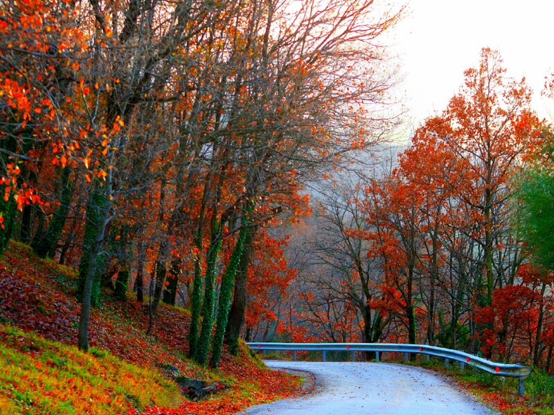 Autumn road in the forest