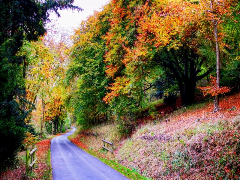 Autumn road in the forest