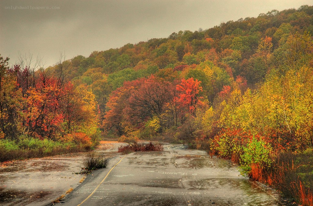 Autumn road in the forest