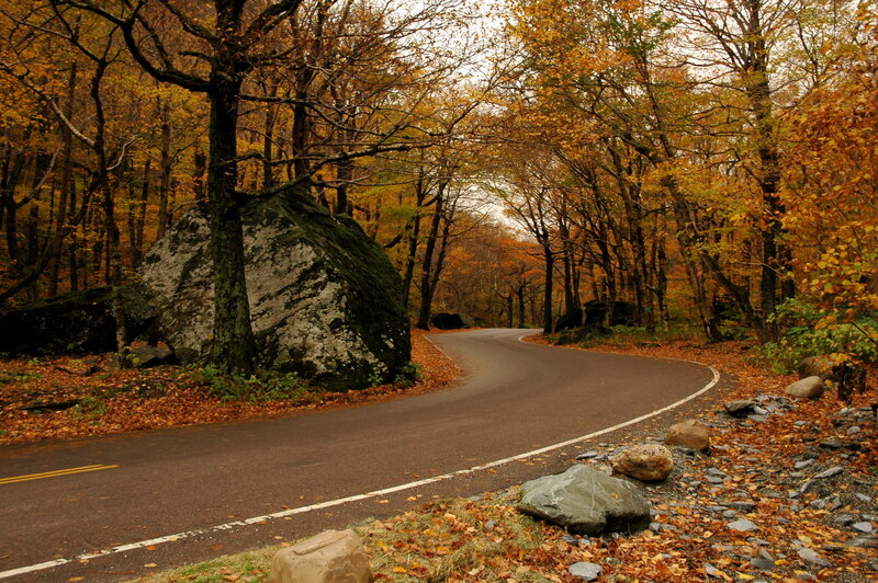 Autumn road in the forest