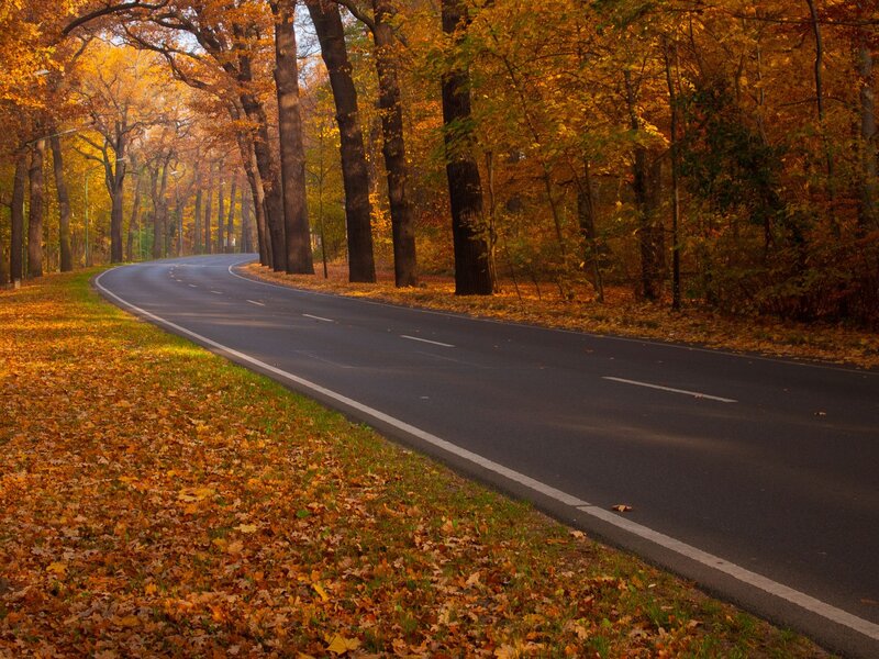 Autumn road in the forest