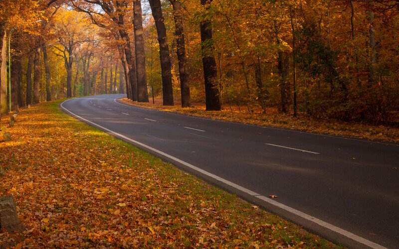 Autumn road in the forest