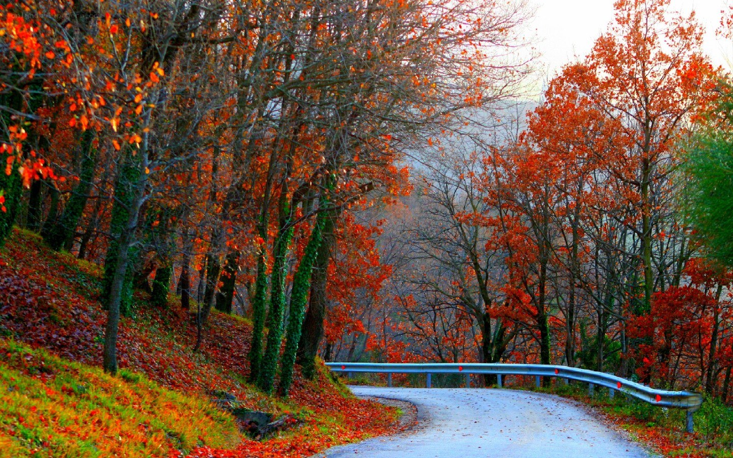 Autumn road in the forest