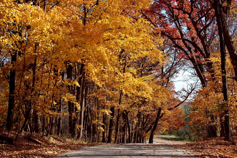 Autumn road in the forest
