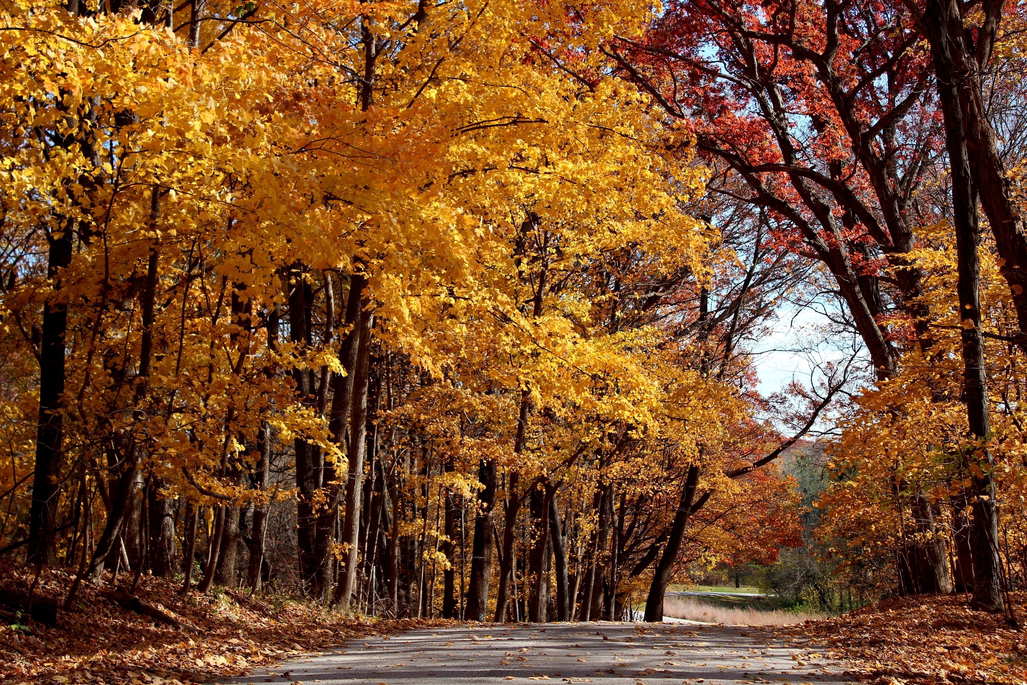 Autumn road in the forest
