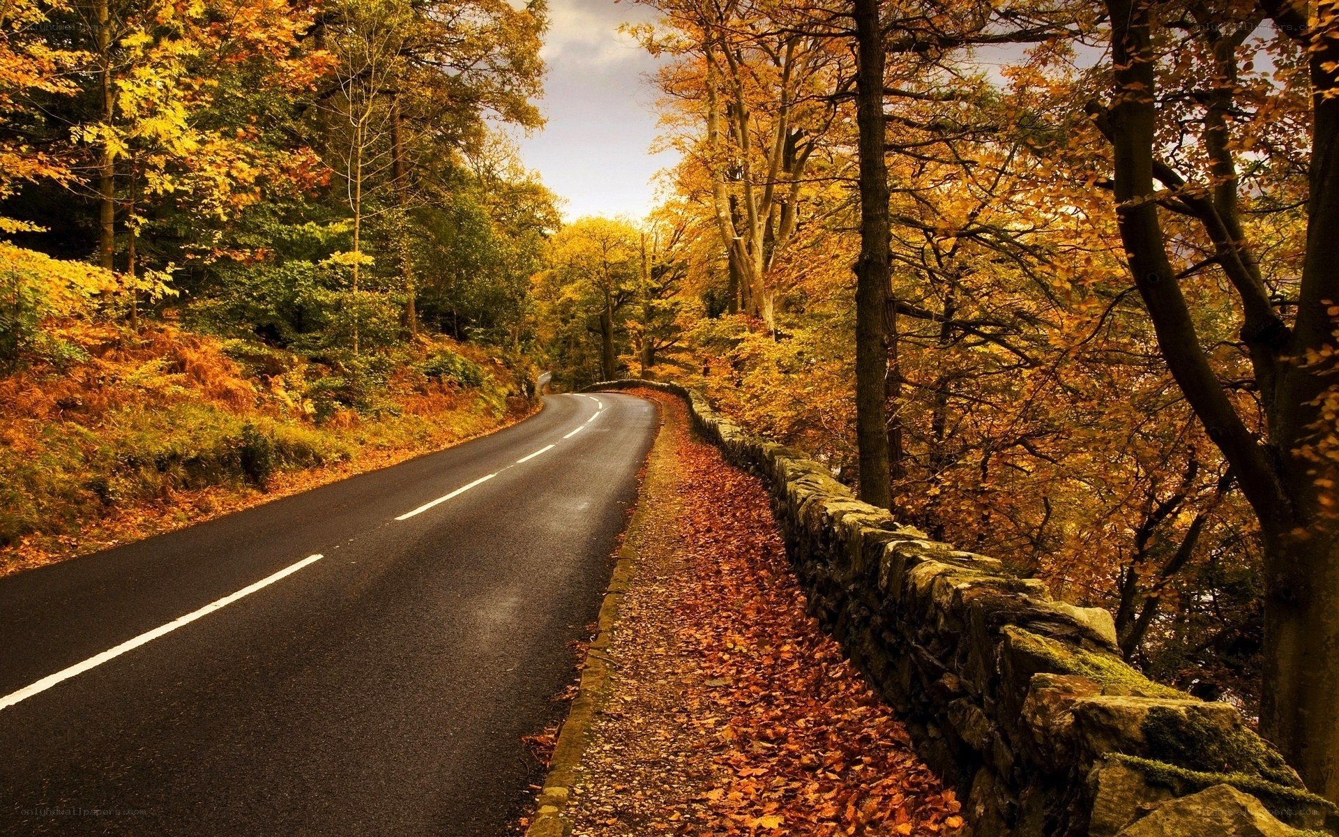 Autumn road in the forest