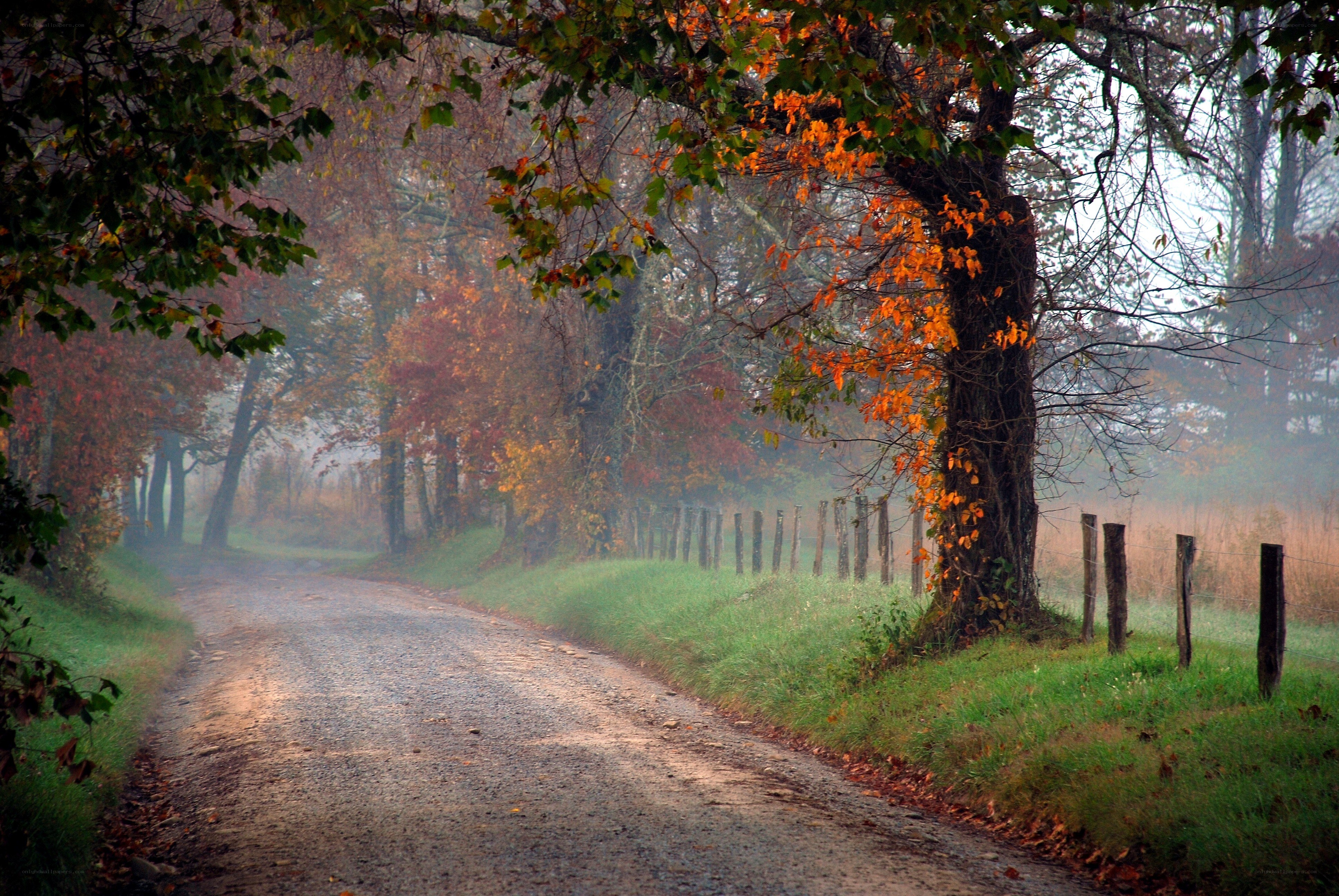 Autumn road in the mist