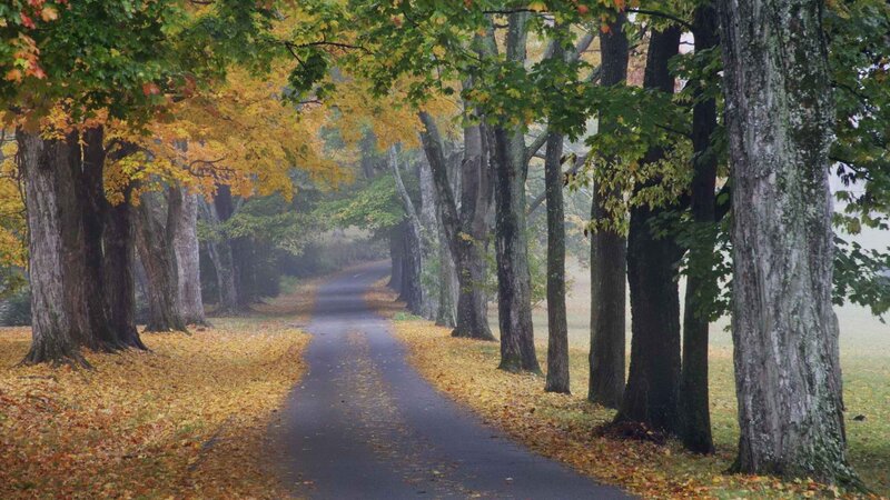 Autumn road lined with trees