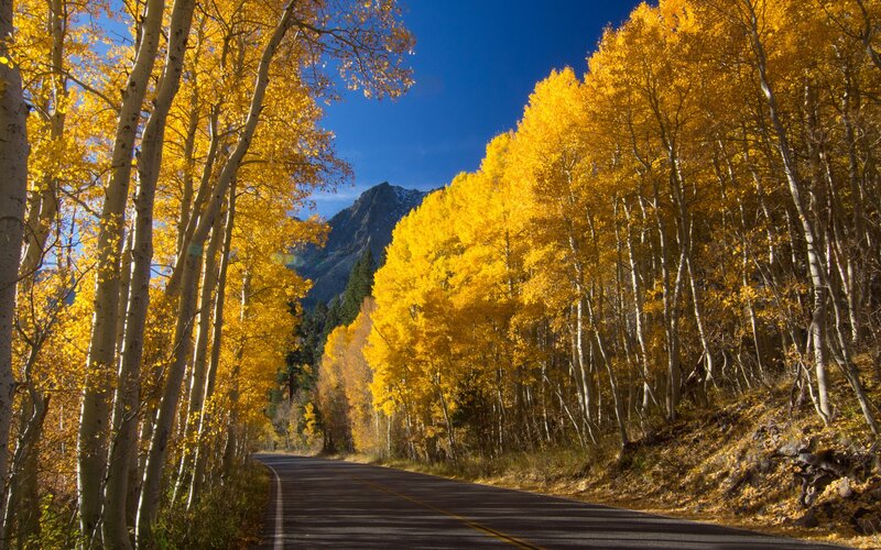 Autumn road through aspen trees