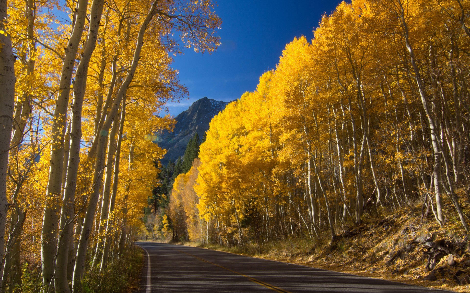 Autumn road through aspen trees