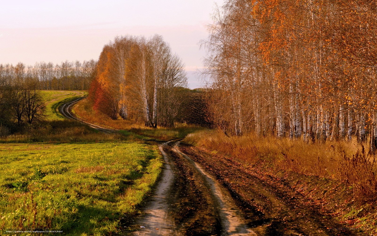 Autumn road through birch forest