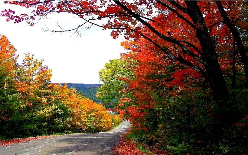 Autumn road through colorful trees