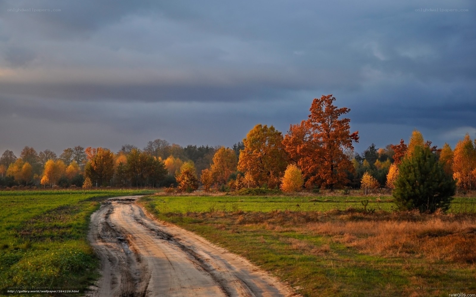 Autumn road through fields