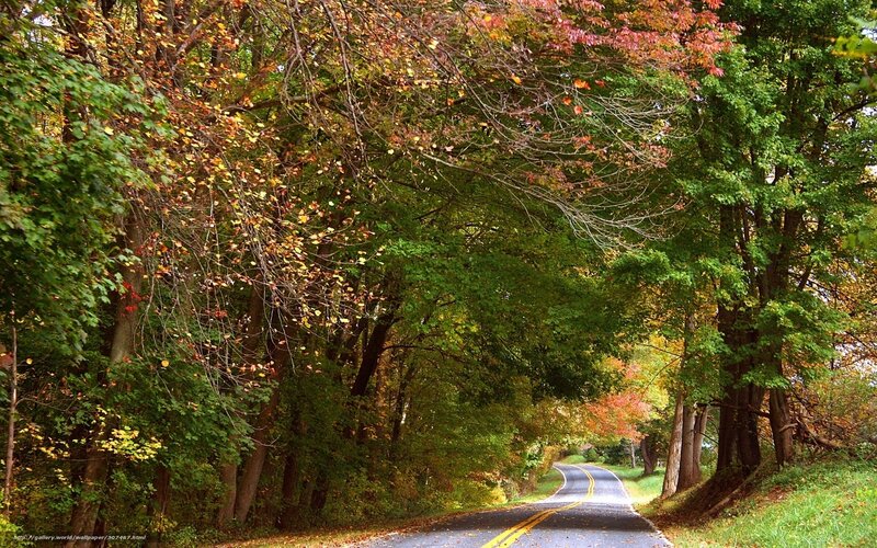 Autumn road through forest