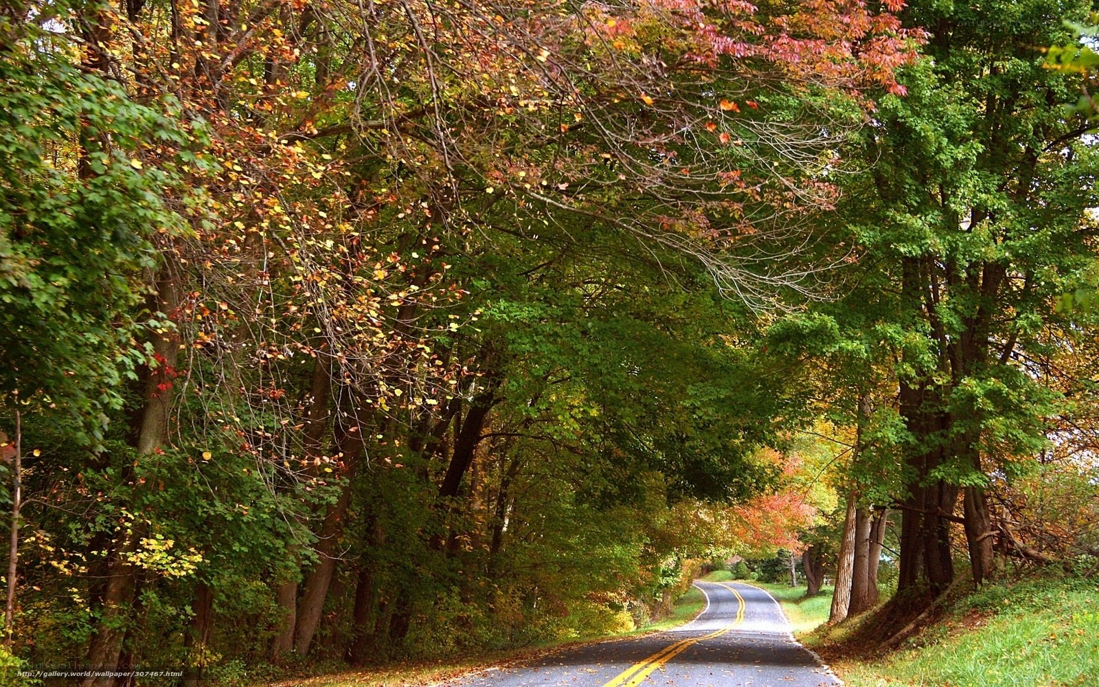 Autumn road through forest