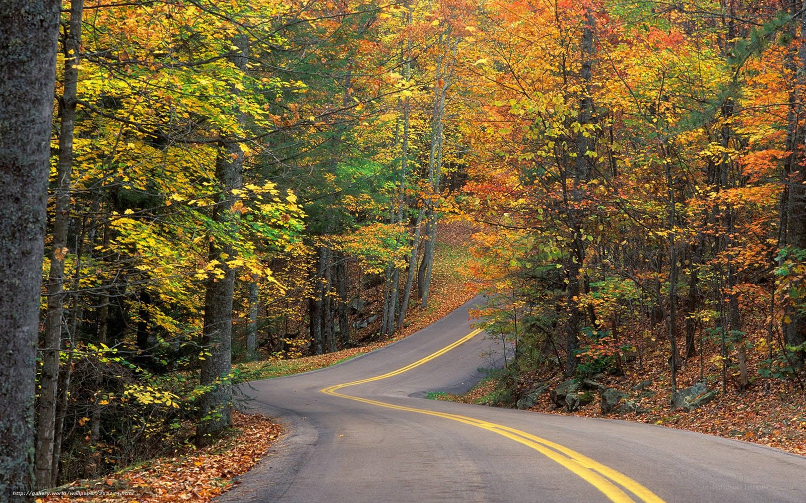 Autumn road through forest
