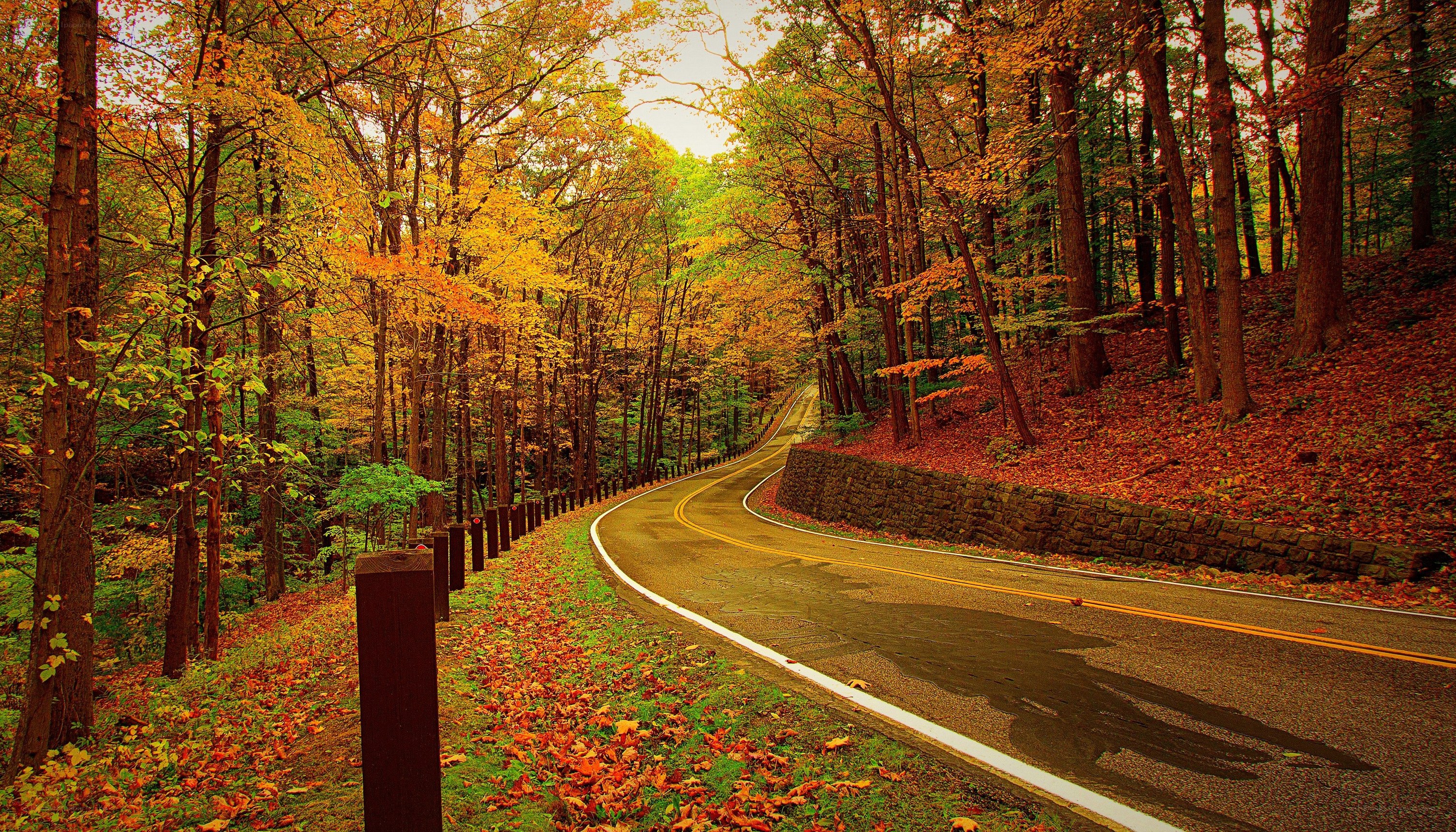 Autumn road through forest