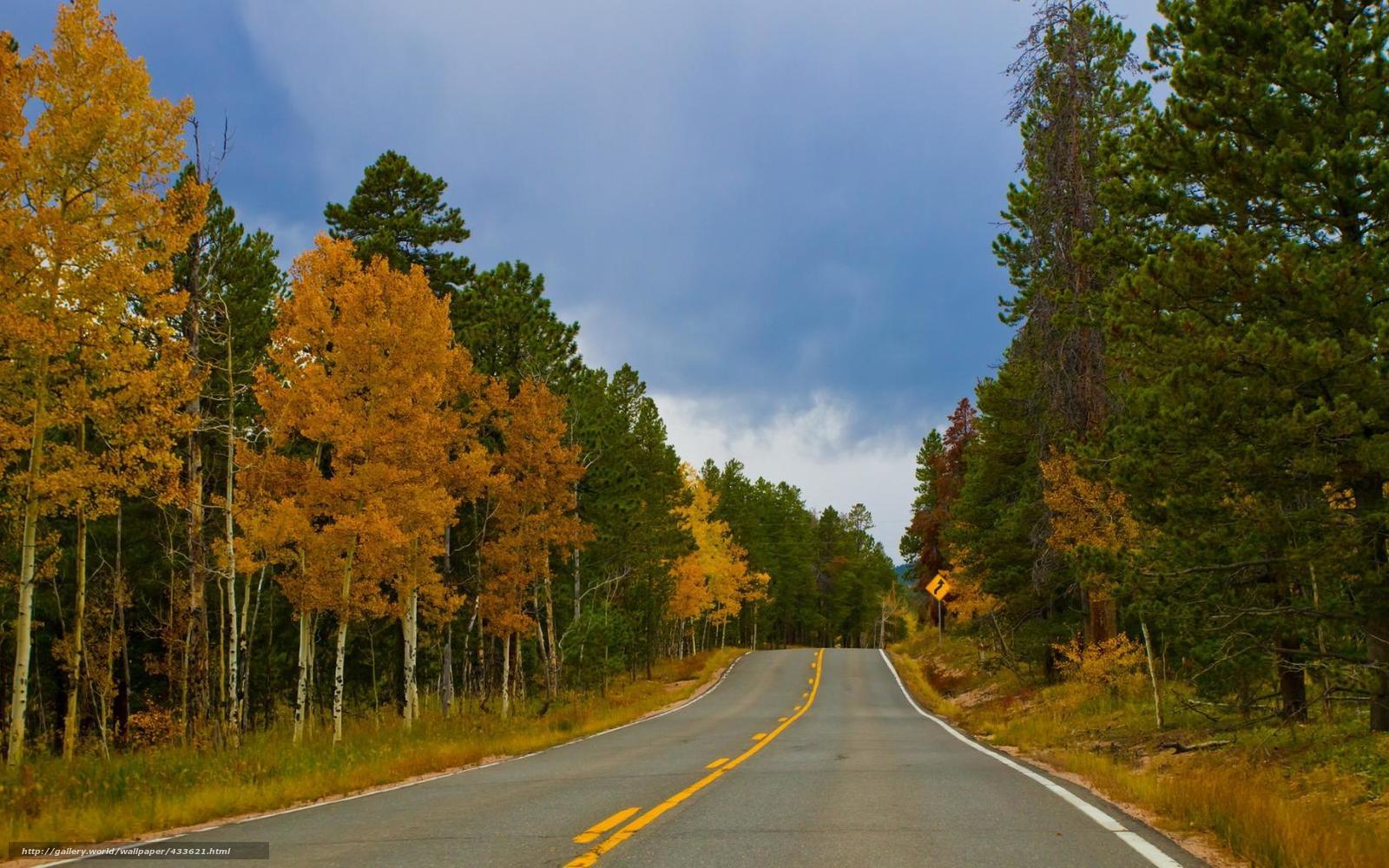 Autumn road through forest