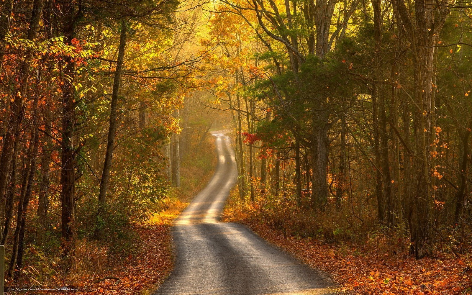 Autumn road through forest