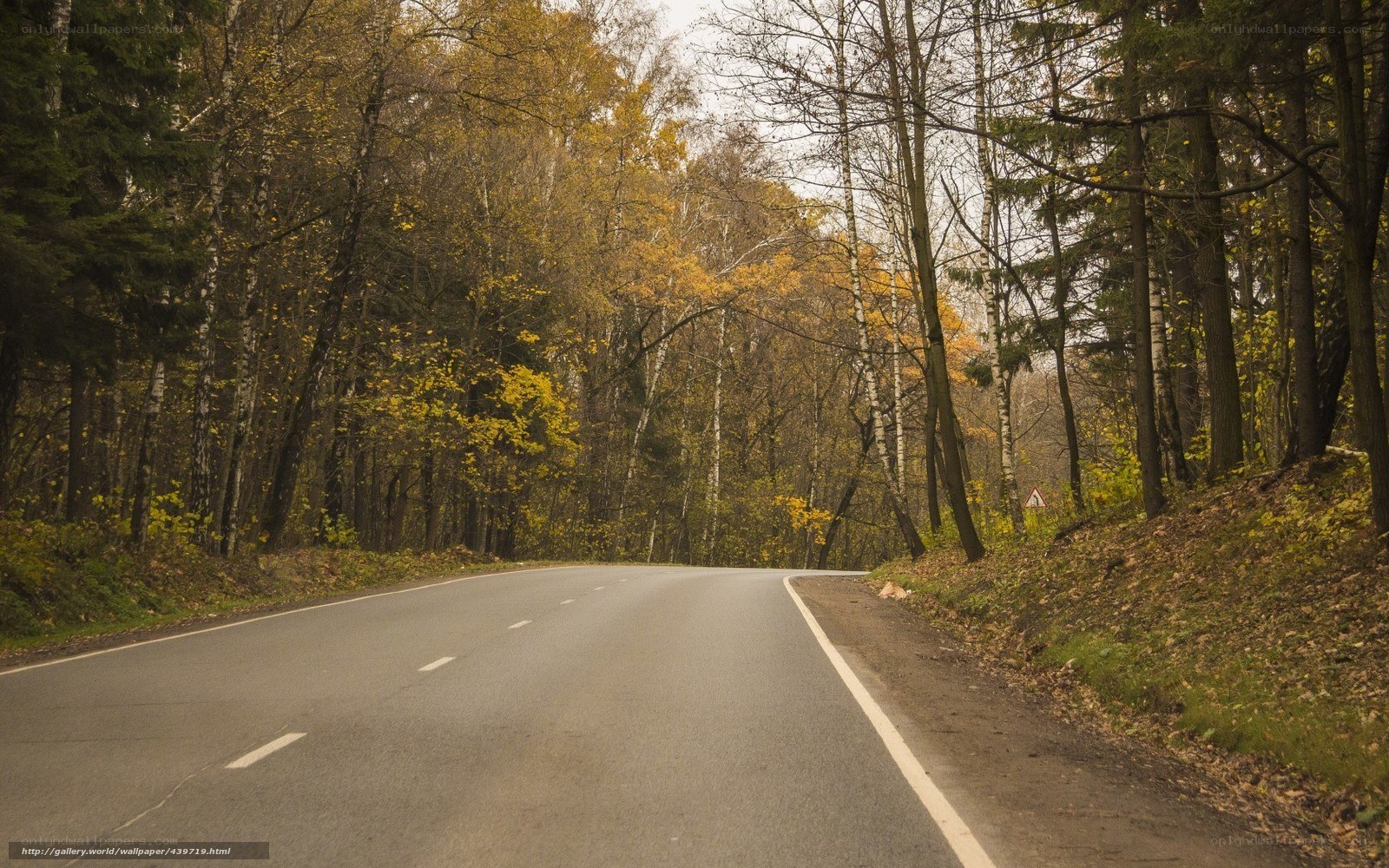 Autumn road through forest