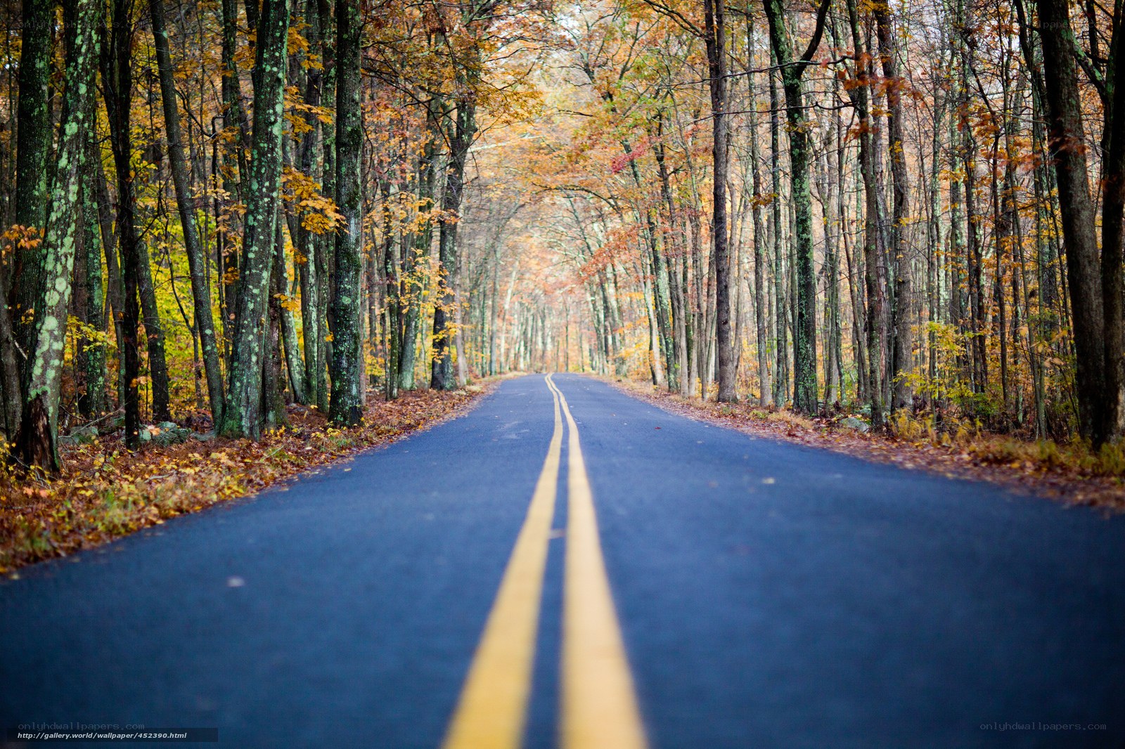 Autumn road through forest