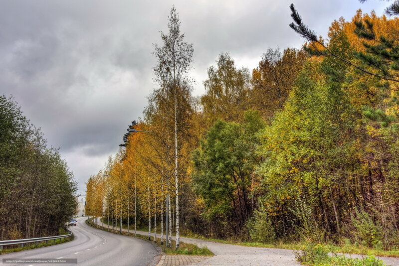Autumn road through forest