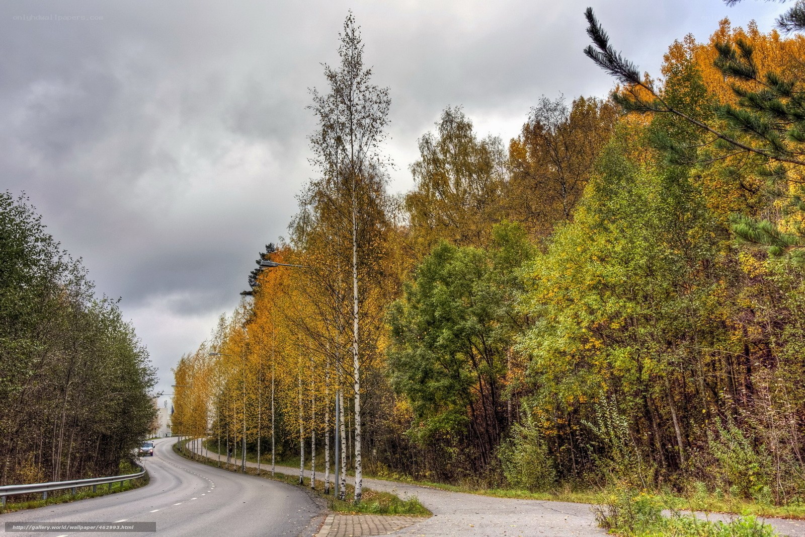 Autumn road through forest