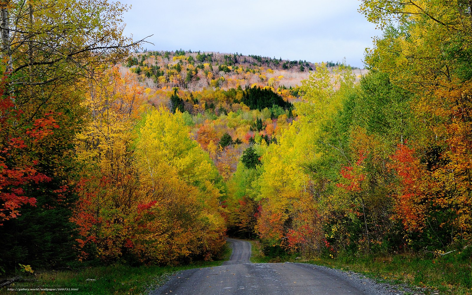 Autumn road through forest