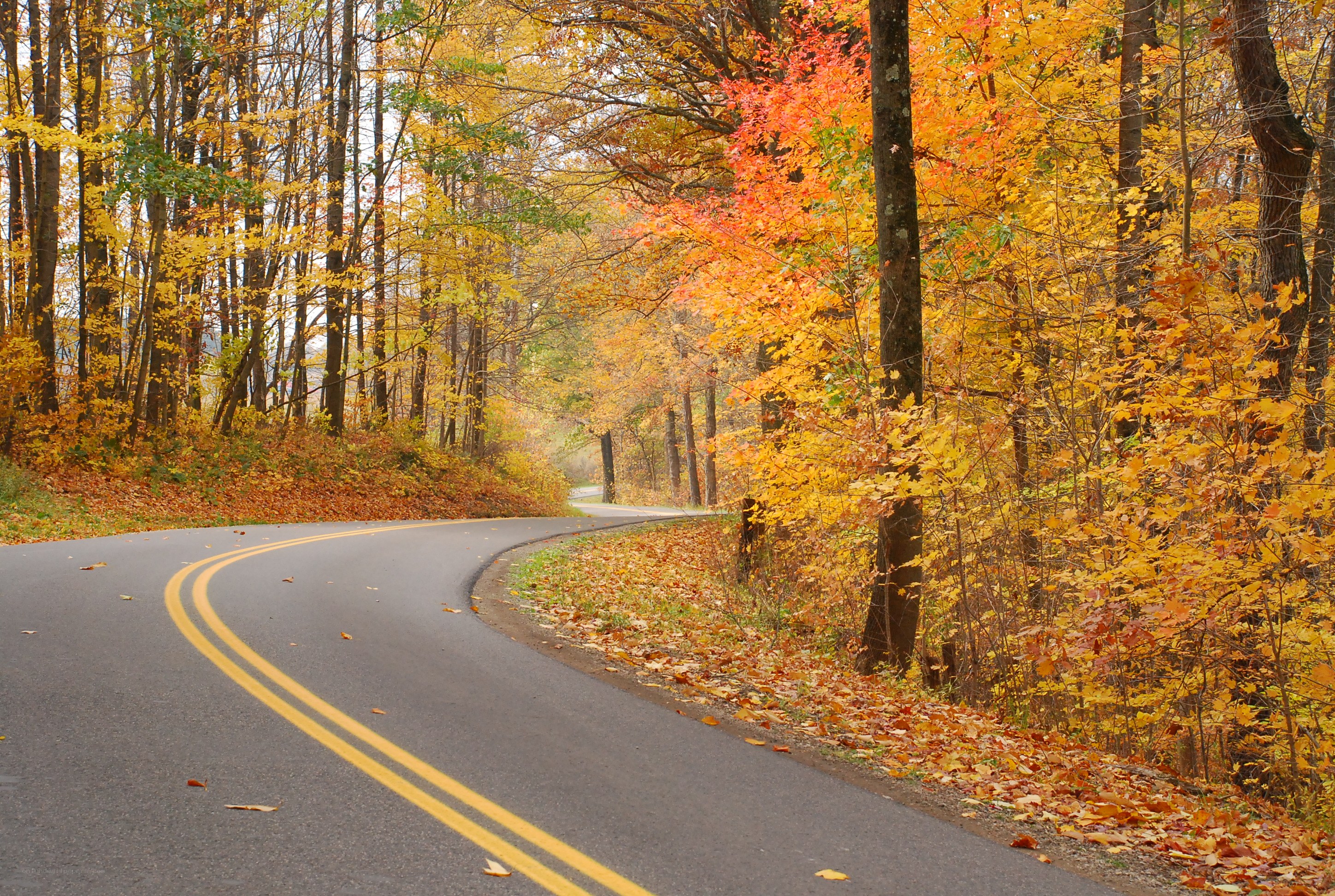 Autumn road through forest