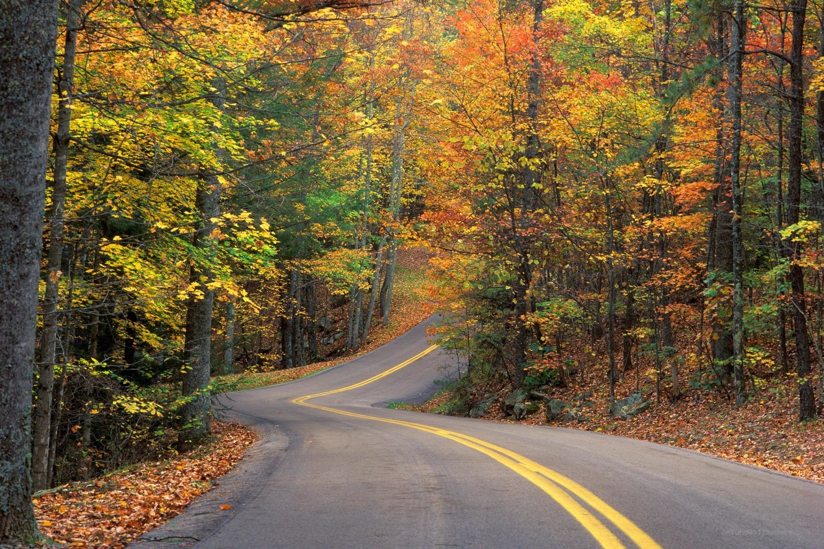 Autumn road through forest