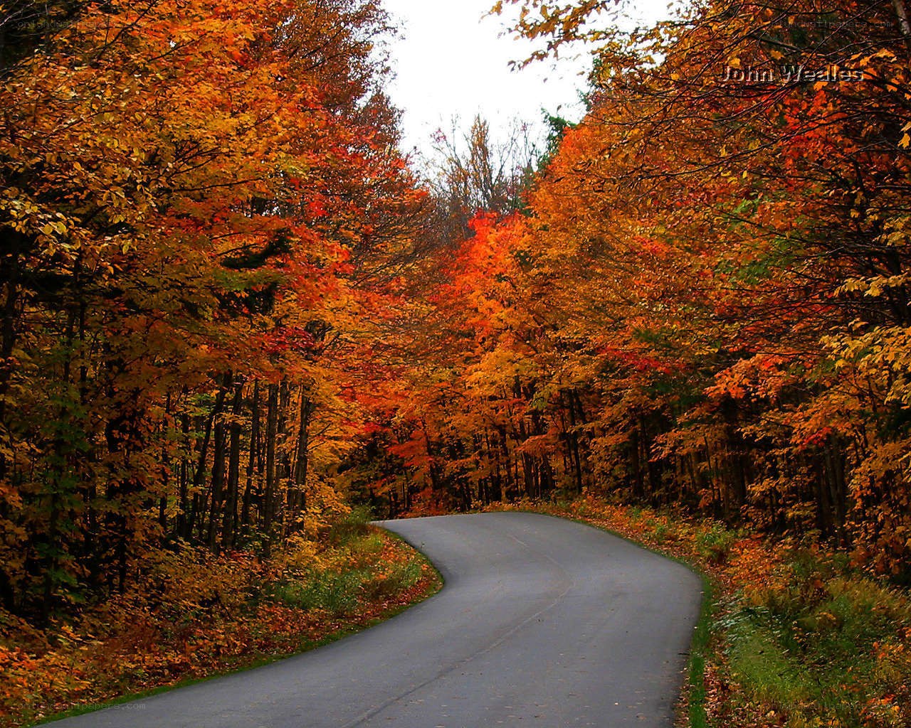 Autumn road through forest