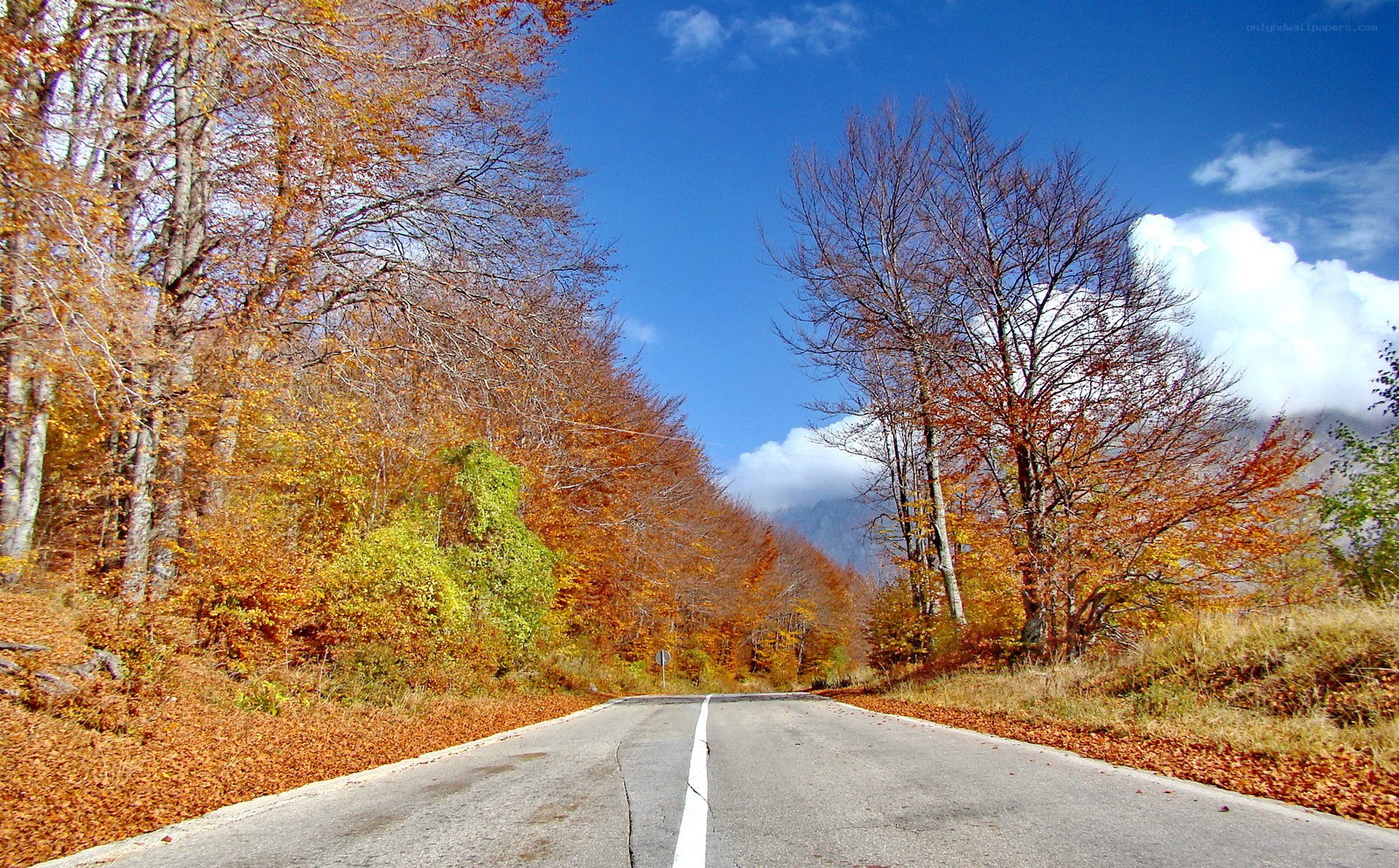 Autumn road through forest