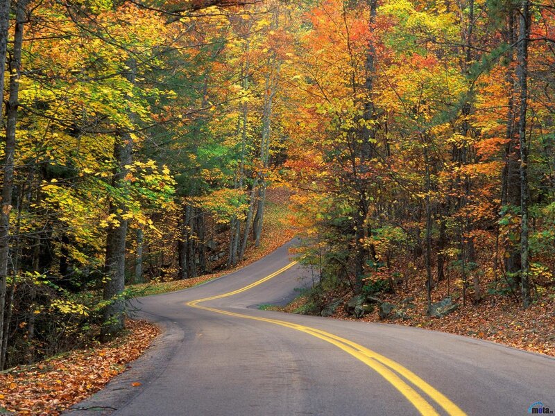 Autumn road through forest