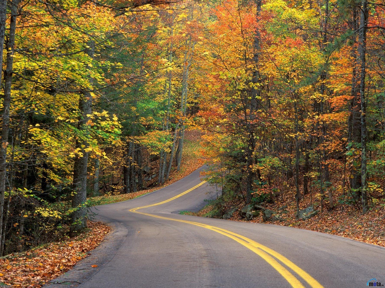 Autumn road through forest